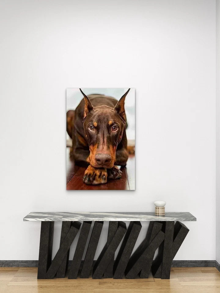 Doberman Gaze Metal Print Ready to Hang