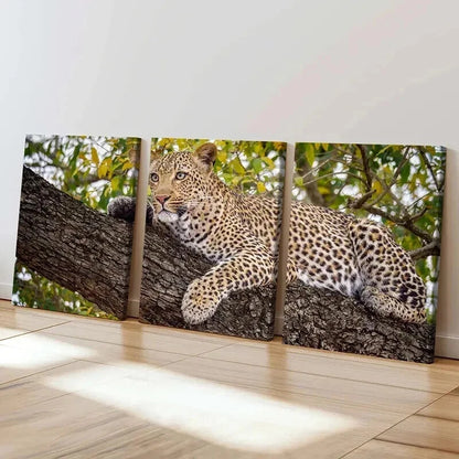 3pcs Leopard on a Tree Sleeping Decor Wall Art Set Canvas Framed 50x70cm - High Quality Print 100% Australian Made Wall Canvas Ready to Hang - Bella Home Decor