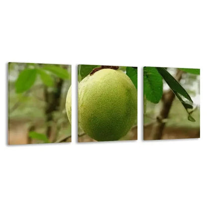 3pcs Nature's Raw Mango On The Tree Wall Art Set Canvas Framed 40x60cm - High Quality Print 100% Australian Made Wall Canvas Ready to Hang