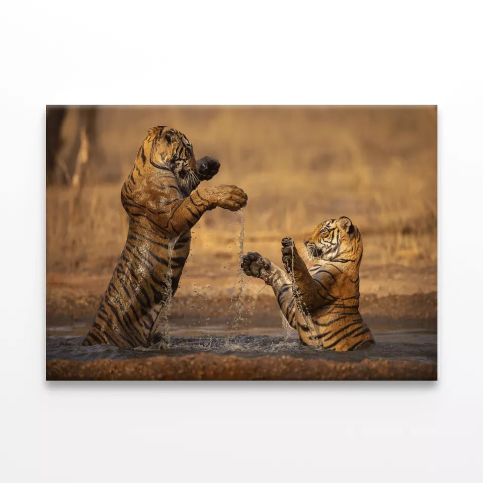Tiger Walking During Golden Light  Wall Art Decor 100% Australian Made - Bella Home Decor