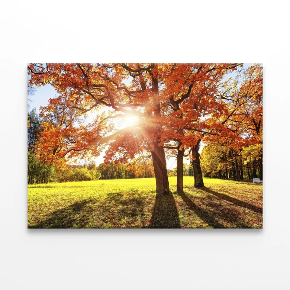 Autumn Tree With Golden ,Red Leaves Wall Art Decor 100% Australian Made - Bella Home Decor