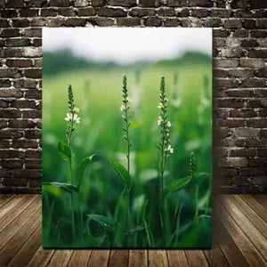 Beautiful Green Mint Grass Meadow with White Flowers 40x60cm Metal Print Ready to Hang - Bella Home Decor