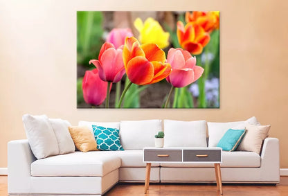 Tulip Flowers In Spring  Wall Art Decor 100% Australian Made - Bella Home Decor