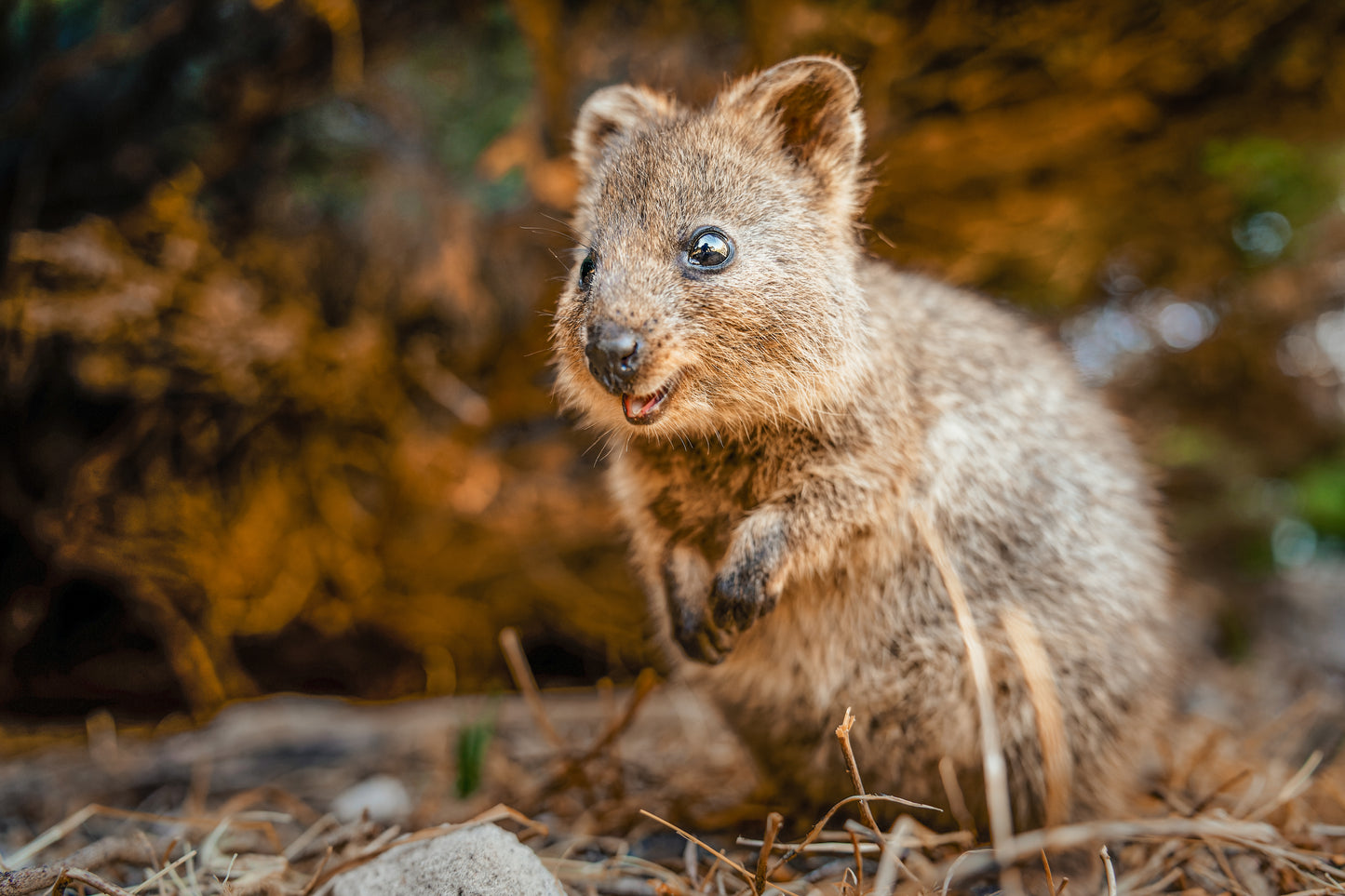 Quokka Western Australia Wall Art Decor 100% Australian Made