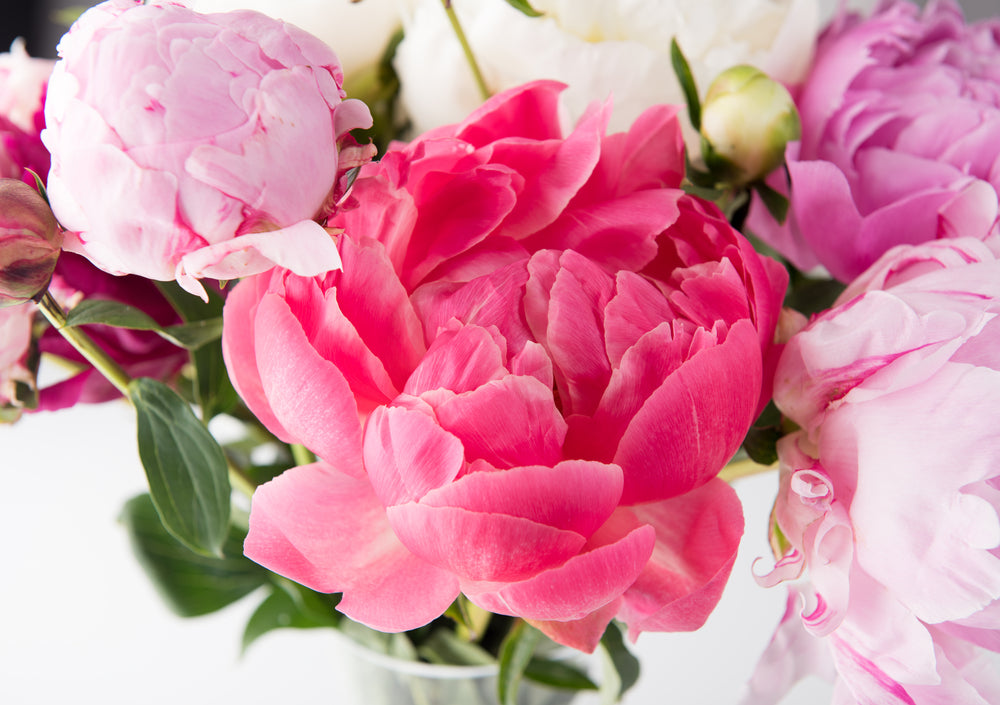 Pink Peonies Closeup Photograph Home Decor Premium Quality Poster Print Choose Your Sizes