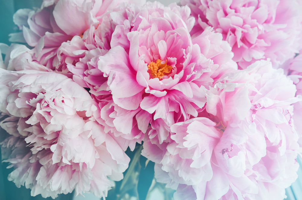 Pink Peonies Closeup Photograph Home Decor Premium Quality Poster Print Choose Your Sizes