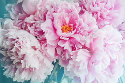 Pink Peonies Closeup Photograph Home Decor Premium Quality Poster Print Choose Your Sizes