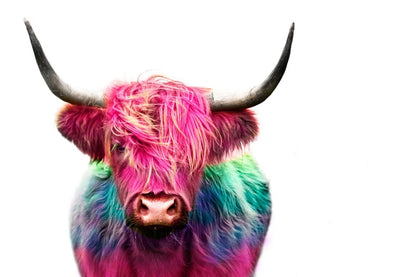 Highland Cow Portrait Photograph Home Decor Premium Quality Poster Print Choose Your Sizes