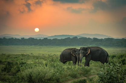 Elephants & Nature Scenery View Home Decor Premium Quality Poster Print Choose Your Sizes