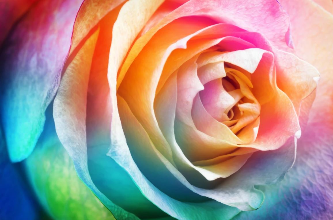 Coloful Flowers Macro Photograph Home Decor Premium Quality Poster Print Choose Your Sizes