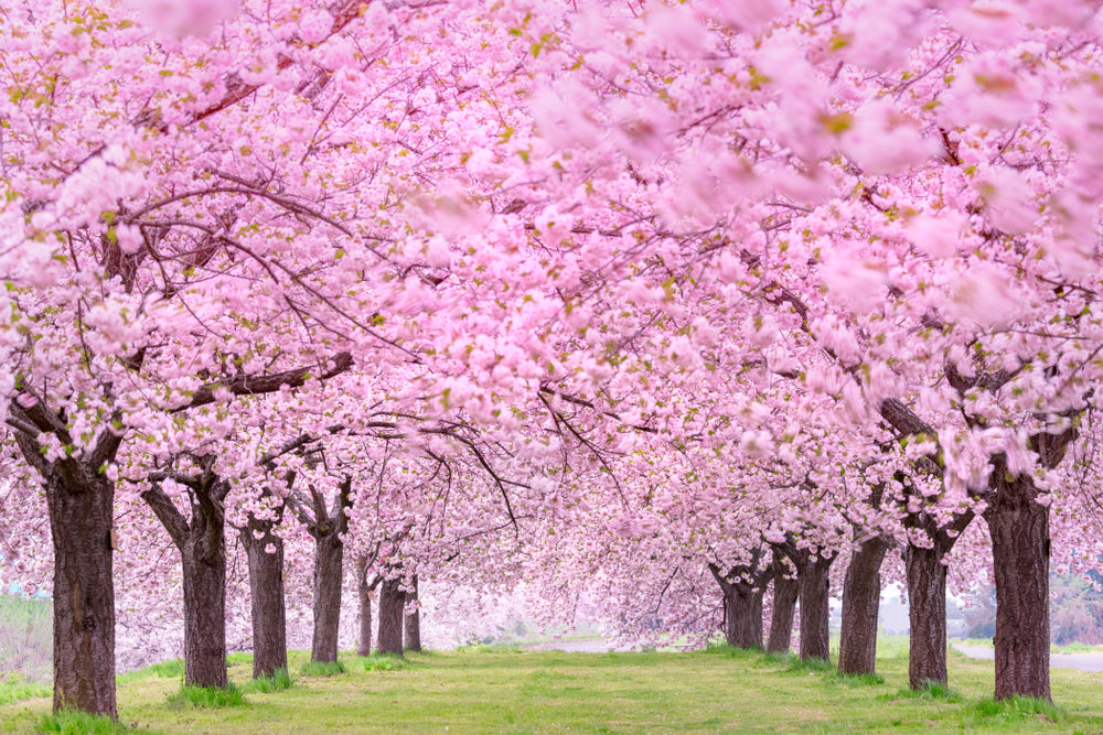 Blossom Trees Rows in Park Print 100% Australian Made