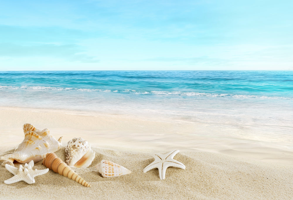 Stunning Sea Shells on Beach Photograph Home Decor Premium Quality Poster Print Choose Your Sizes