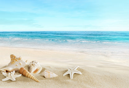 Stunning Sea Shells on Beach Photograph Home Decor Premium Quality Poster Print Choose Your Sizes