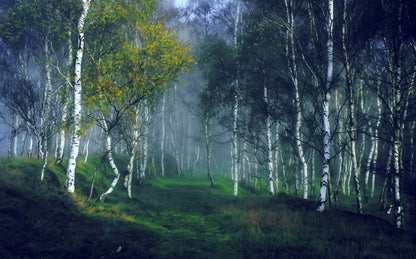 Misty Forest Oil Painting Home Decor Premium Quality Poster Print Choose Your Sizes