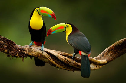 Toucan Birds on Tree Photograph Home Decor Premium Quality Poster Print Choose Your Sizes