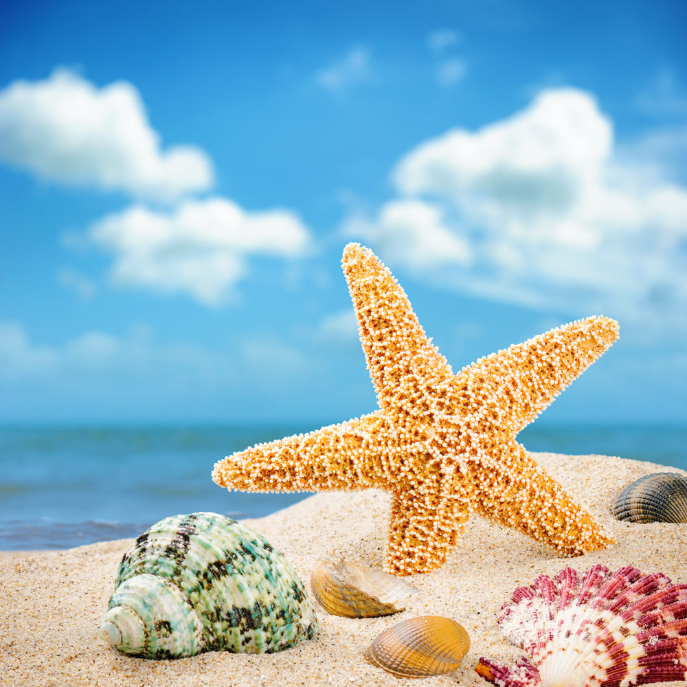 Star Fish & Shells on Beach Photograph Print 100% Australian Made