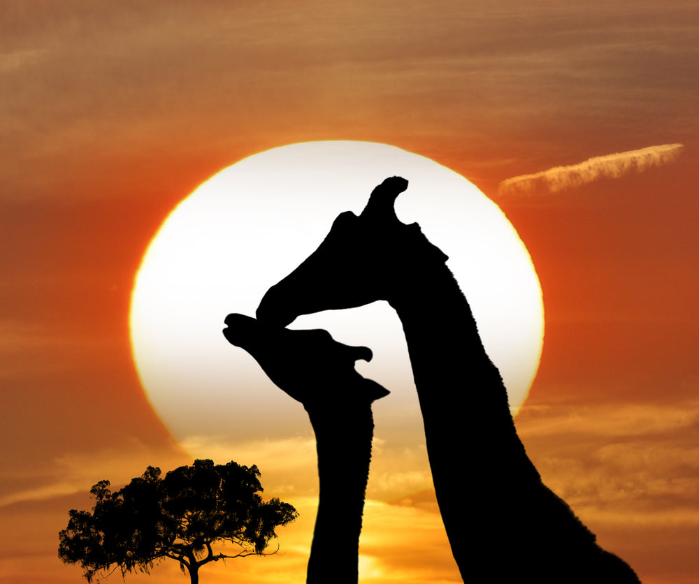 Giraffe Couple Portrait in Sunset Photograph Print 100% Australian Made