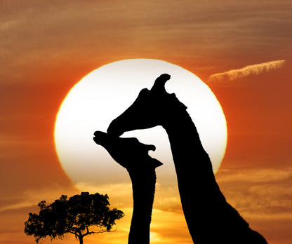 Wallpaper Murals Peel and Stick Removable Giraffe Couple at Sunset High Quality