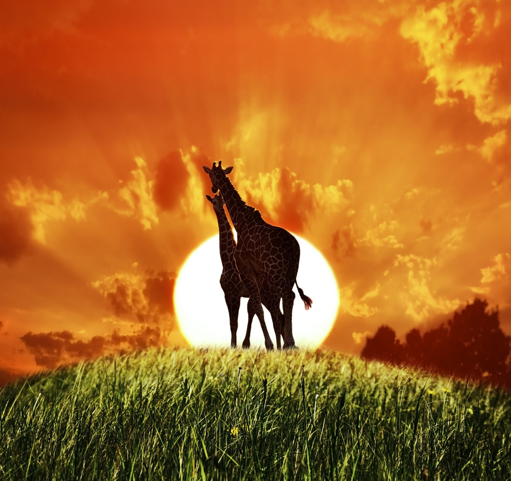 Giraffe Couple on Mountain in Sunset Photograph Print 100% Australian Made