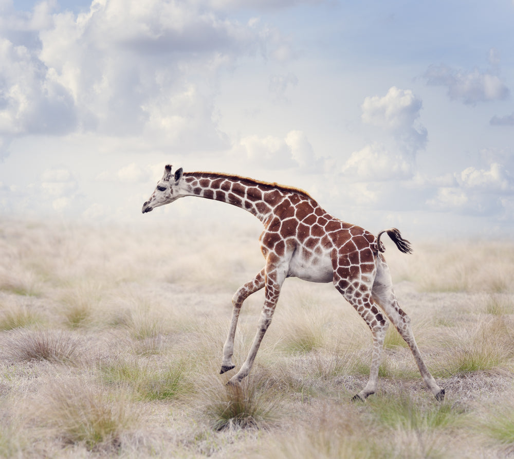Running GIraffe Photograph Home Decor Premium Quality Poster Print Choose Your Sizes