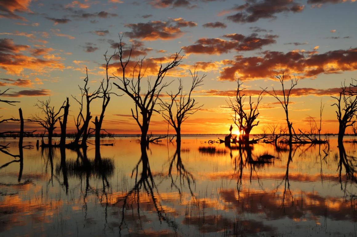 Wallpaper Murals Peel and Stick Removable Trees in Water at Sunset High Quality