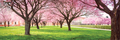 Panoramic Canvas Cherry Blossom Trees High Quality 100% Australian made wall Canvas Print ready to hang