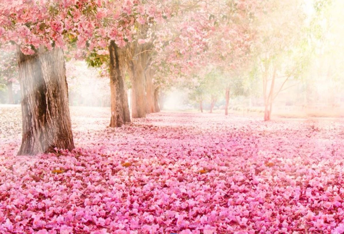 Wallpaper Murals Peel and Stick Removable Pink Flower Trees & Flowers on Ground Photograph High Quality