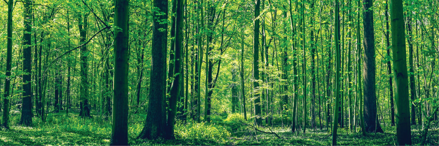 Panoramic Canvas Green Forest High Quality 100% Australian made wall Canvas Print ready to hang