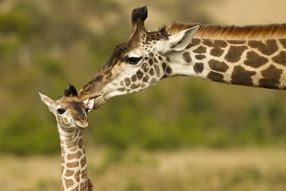 Giraffe & Baby Faces Portrait Photograph Home Decor Premium Quality Poster Print Choose Your Sizes