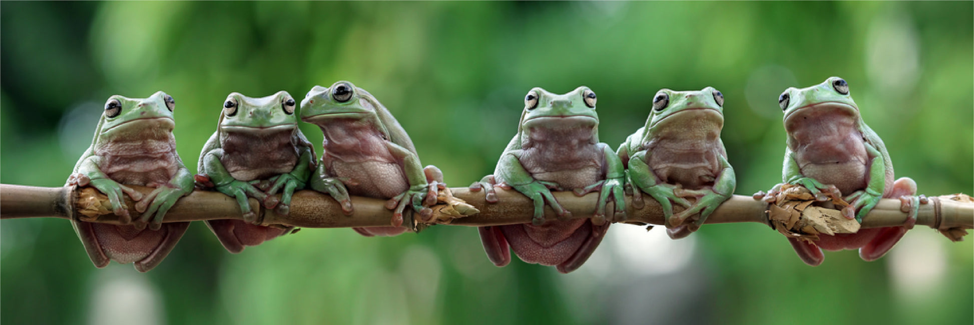 Panoramic Canvas Hanging Frogs Photograph High Quality 100% Australian made wall Canvas Print ready to hang