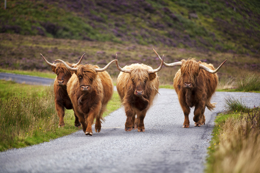 Highland Cow Herd Walking Photograph Print 100% Australian Made