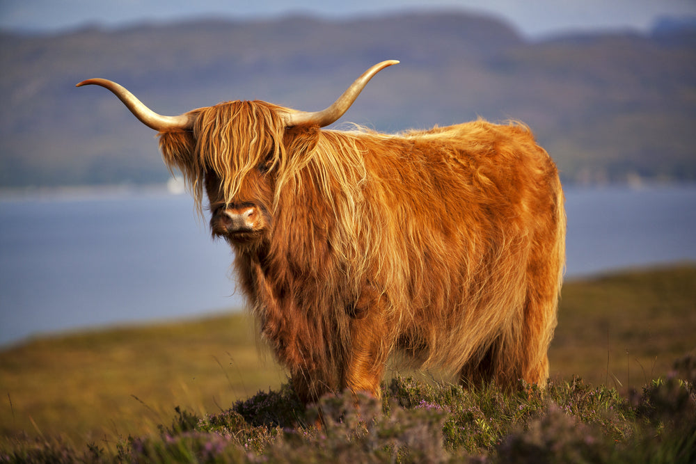 Highland Cow Closeup Photograph Home Decor Premium Quality Poster Print Choose Your Sizes