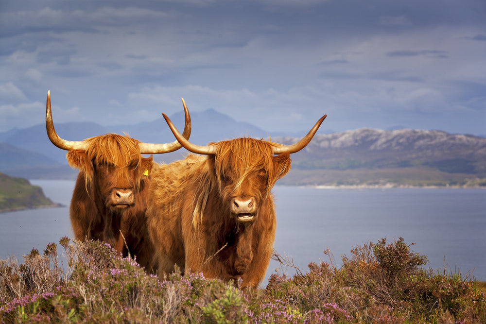 Highland Cow Couple on Meadow Photograph Print 100% Australian Made