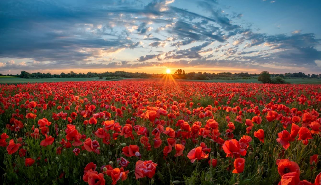 Wallpaper Murals Peel and Stick Removable Tulip Field in Sunset High Quality