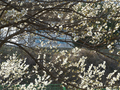 Flower Tree Branch Photograph Print 100% Australian Made