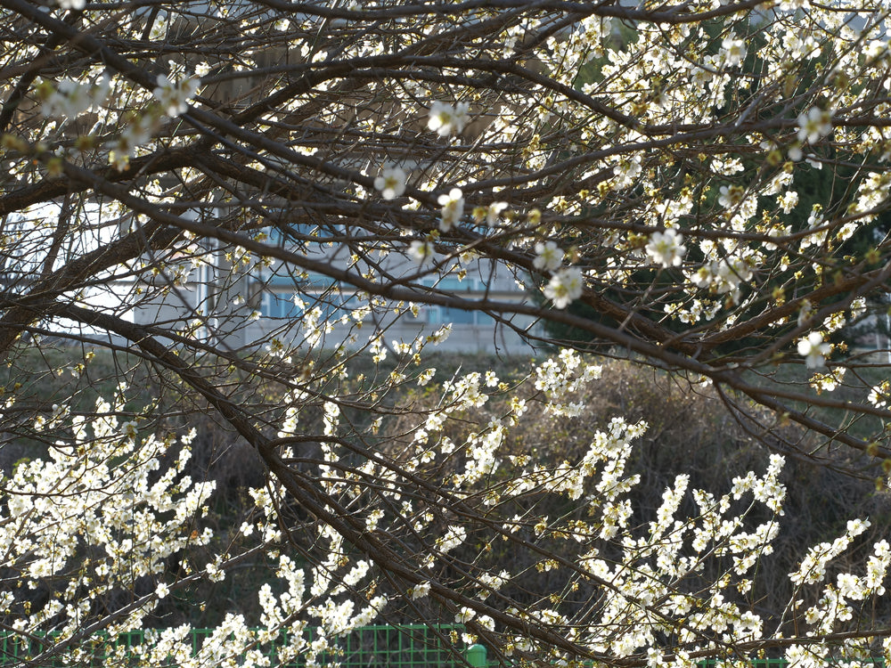 Flower Tree Closeup Photograph Home Decor Premium Quality Poster Print Choose Your Sizes