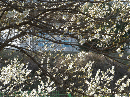 Flower Tree Closeup Photograph Home Decor Premium Quality Poster Print Choose Your Sizes