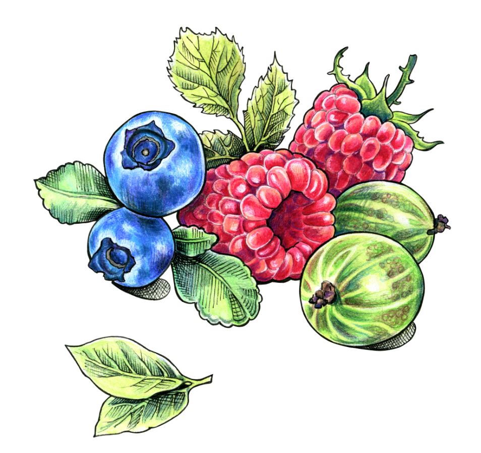 Square Canvas Colourful Berry Art High Quality Print 100% Australian Made