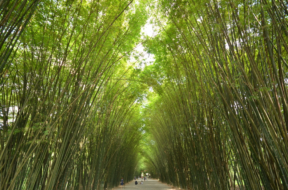 Wallpaper Murals Peel and Stick Removable Road Between Bamboo Trees High Quality