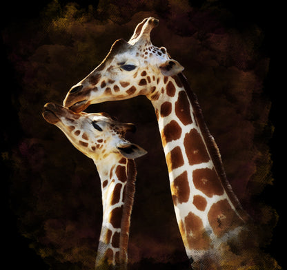 Giraffe Couple Portrait Photograph Print 100% Australian Made