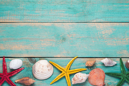 Sea Shells on Wood Board Closeup Home Decor Premium Quality Poster Print Choose Your Sizes