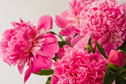 Pink Flower Closeup Photograph Print 100% Australian Made