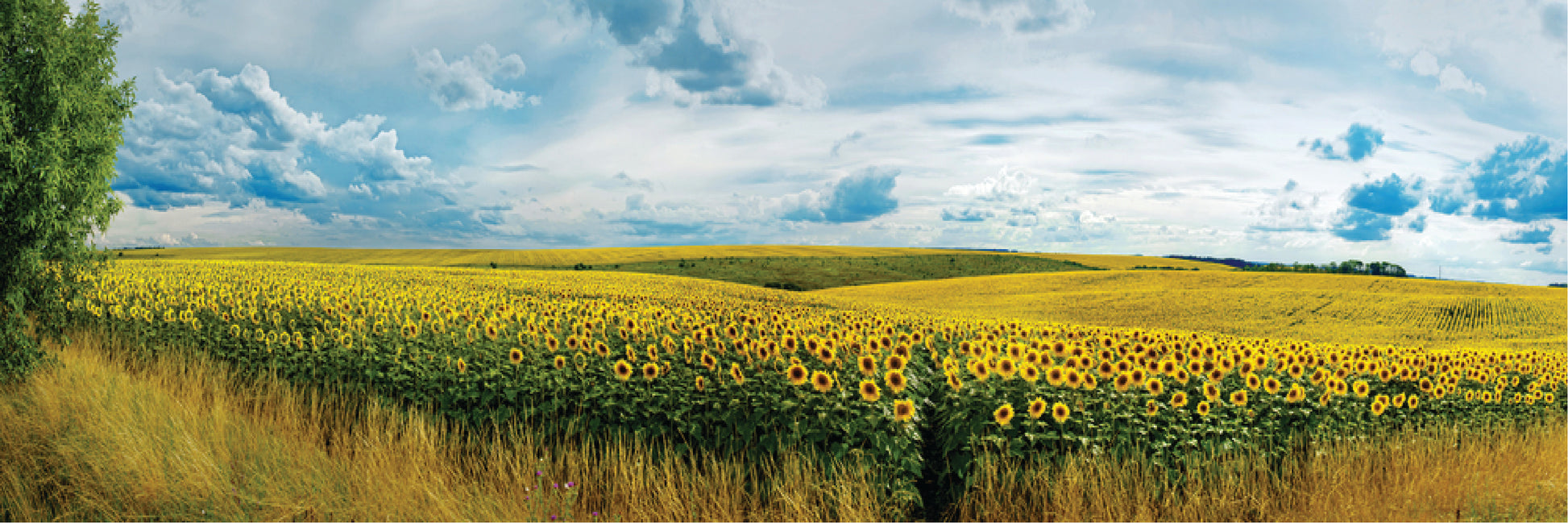 Panoramic Canvas Sunflower Field High Quality 100% Australian made wall Canvas Print ready to hang