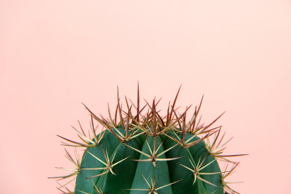 Cactus Plant Closeup Photograph Home Decor Premium Quality Poster Print Choose Your Sizes