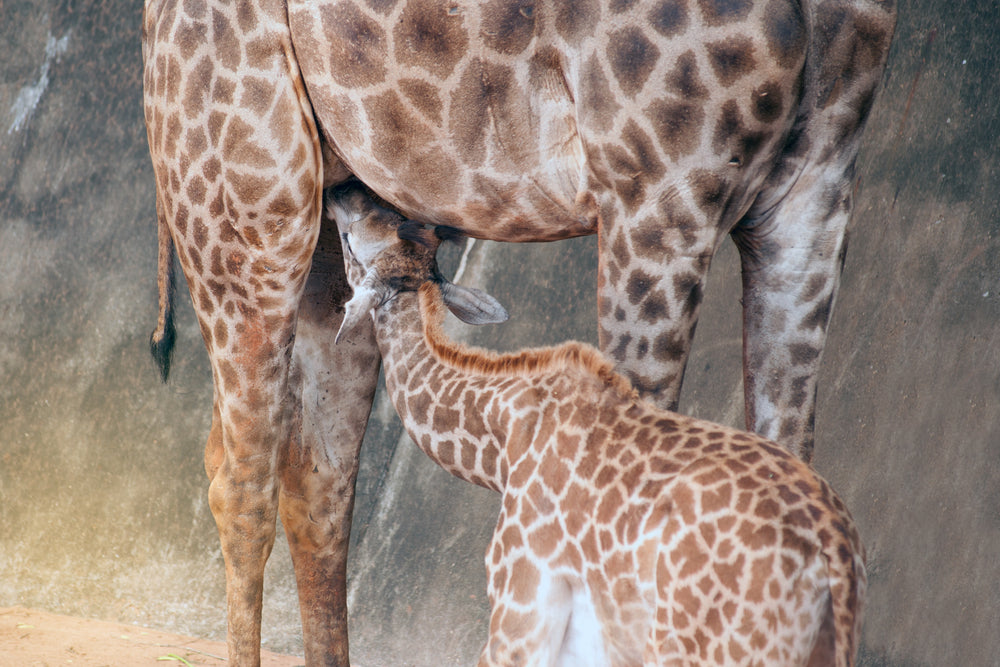 Giraffe & Baby Oil Painting Home Decor Premium Quality Poster Print Choose Your Sizes