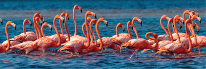 Panoramic Canvas Flamingos on Water High Quality 100% Australian made wall Canvas Print ready to hang