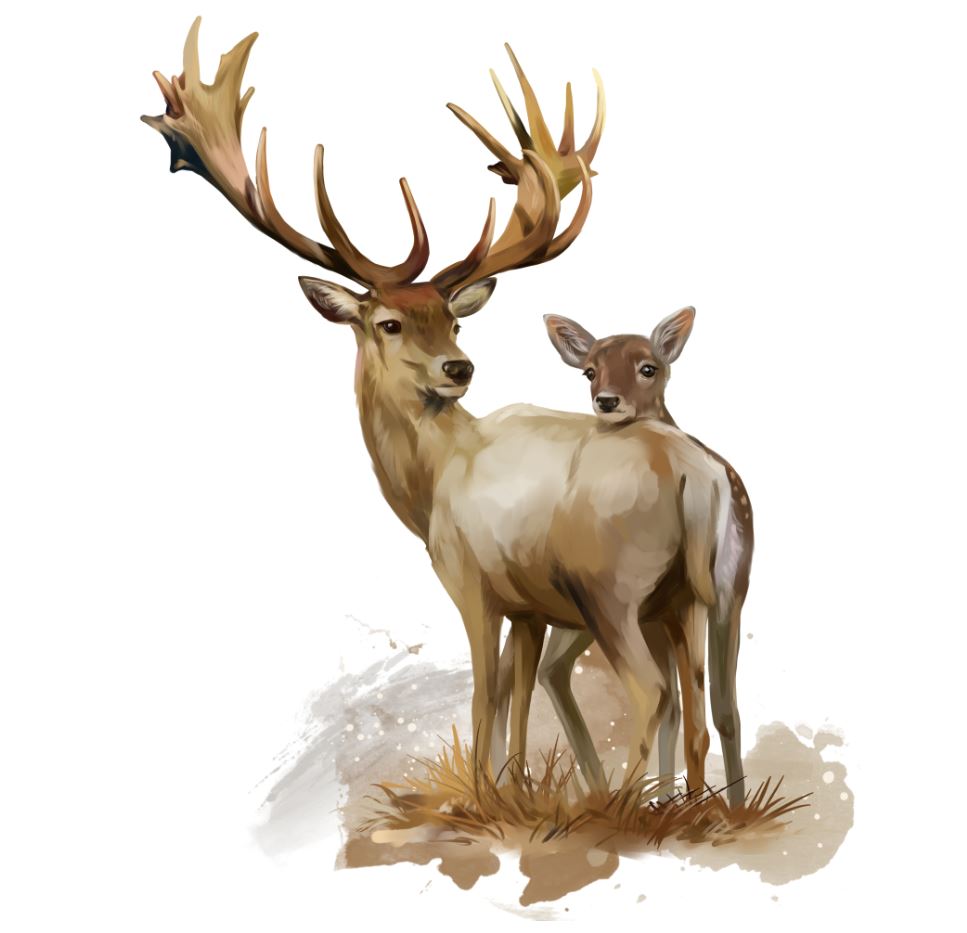 Square Canvas Deer Couple Painting High Quality Print 100% Australian Made