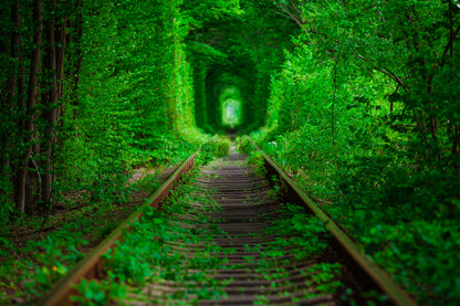 Rail Tracks Covered with Forest Home Decor Premium Quality Poster Print Choose Your Sizes