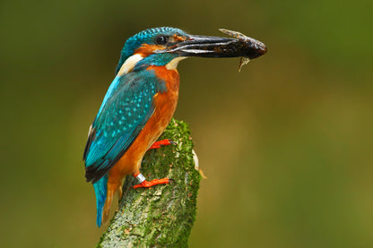 Kingfisher Closeup Photograph Home Decor Premium Quality Poster Print Choose Your Sizes