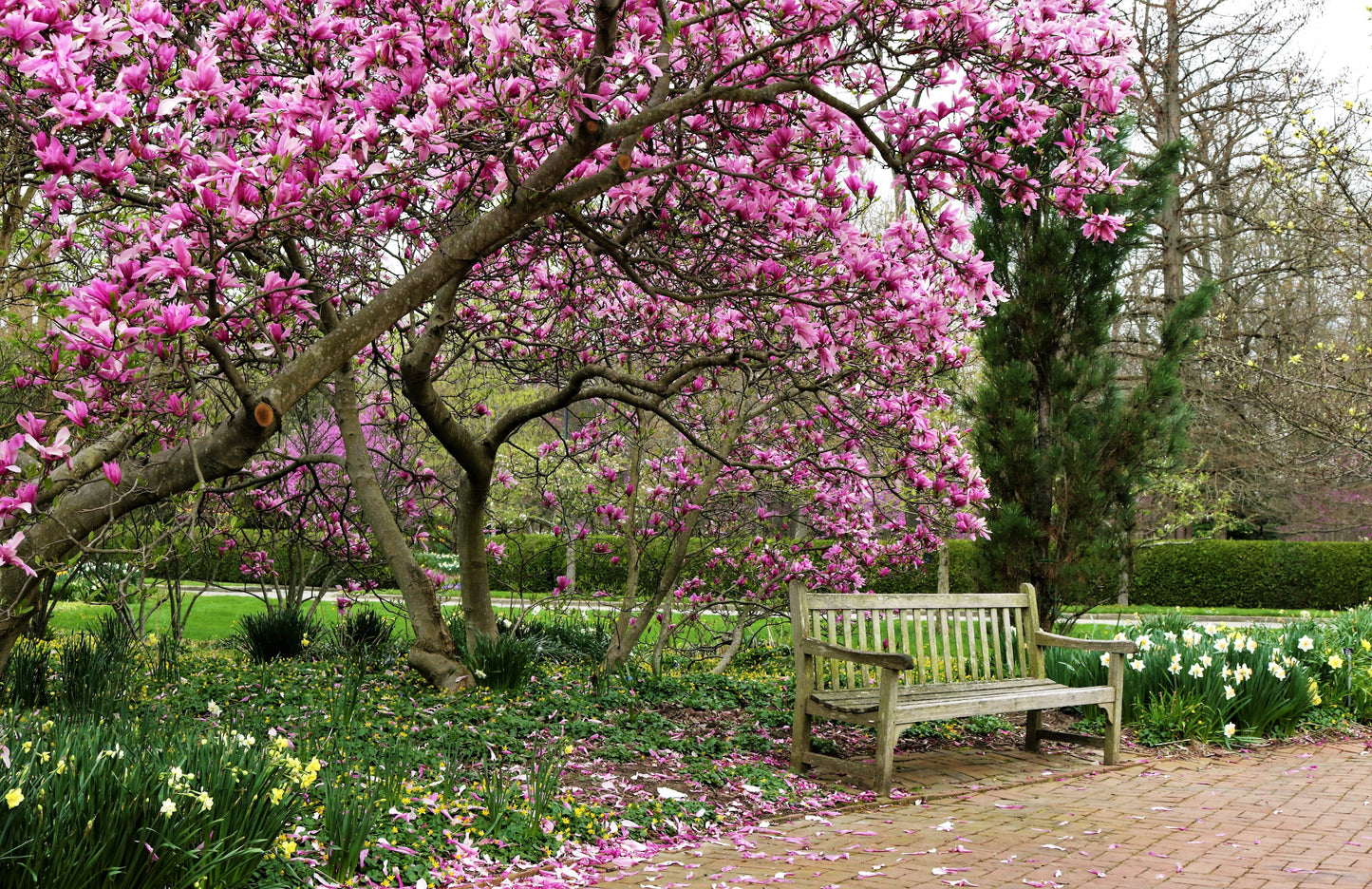 Rose Flower Tree in Park Print 100% Australian Made